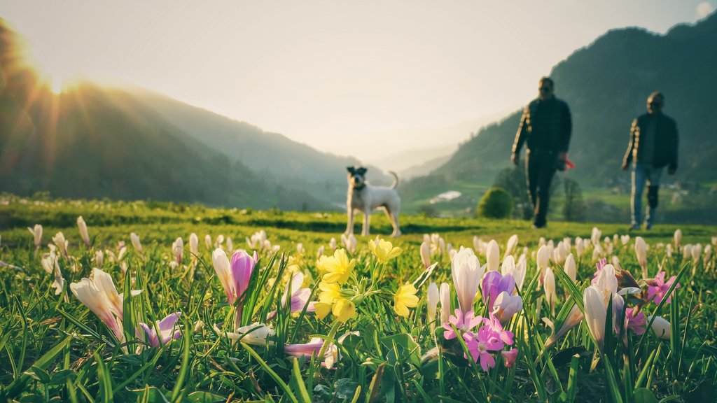 Walks through the blossoming landscape are worthwhile in April and May in Davos, Switzerland.