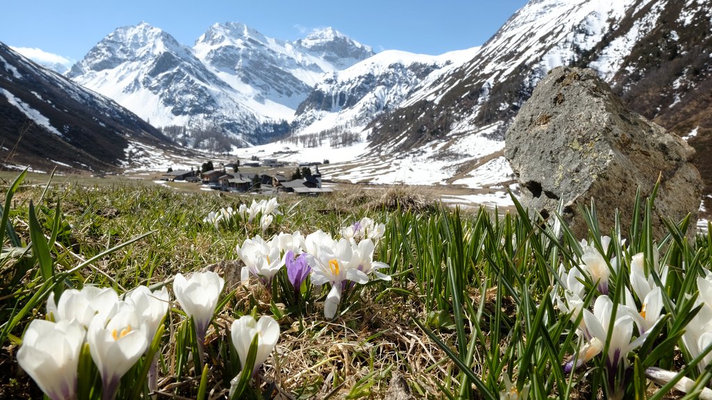 The first crocuses bloom in April in the Davos side valley of Sertig. 